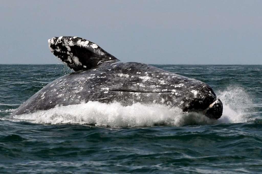 Cá voi chết hàng loạt ảnh 2 Ca voi chet hang loat anh 2