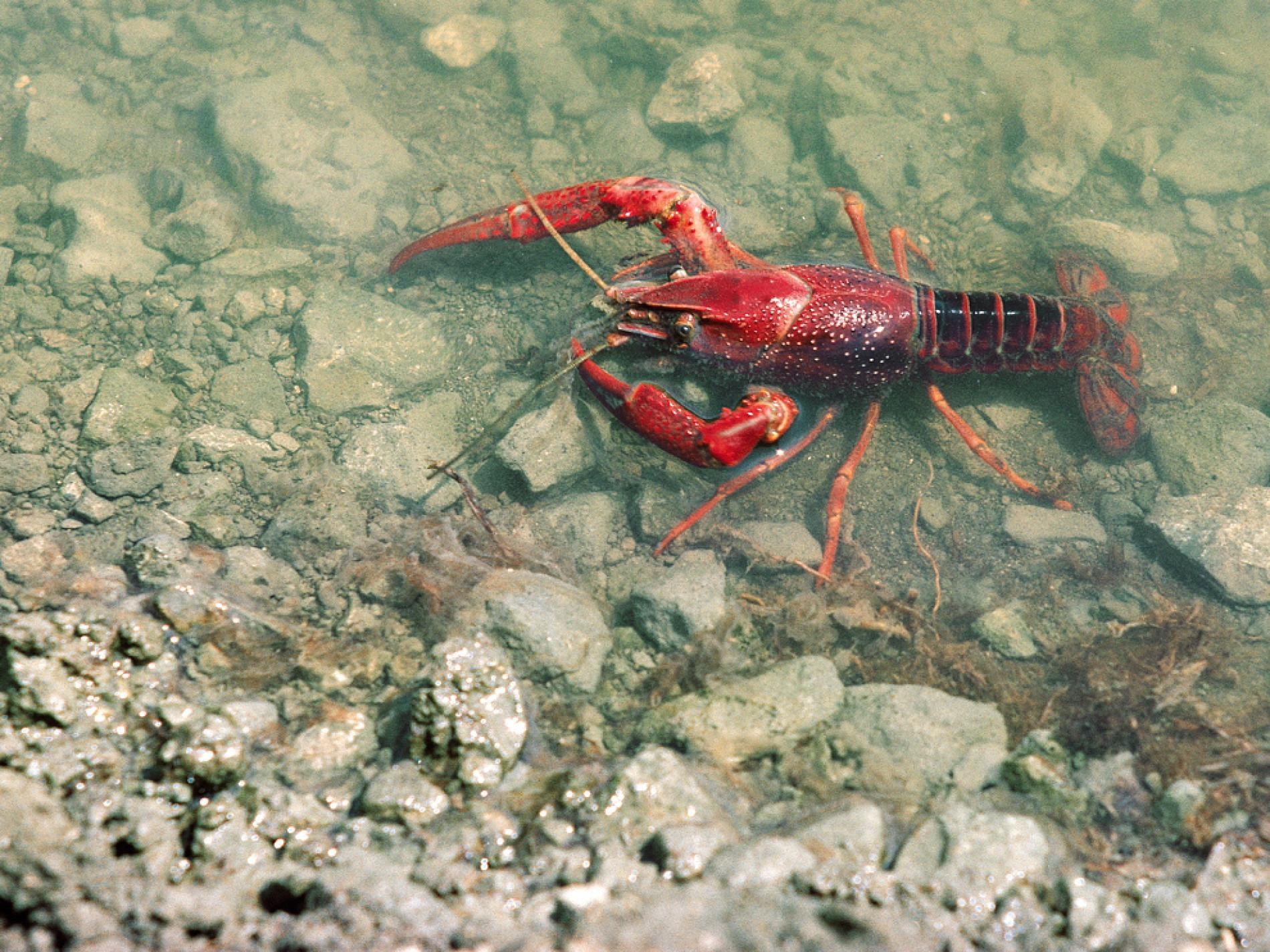 Tom hum dat pha hoai nhieu noi tren the gioi anh 3