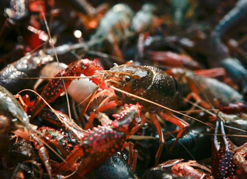 Nhieu noi tren the gioi tung hoi han vi tham hoa nuoi tom hum dat hinh anh