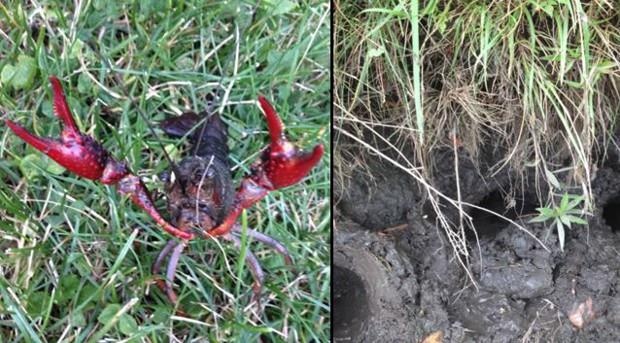 Tom hum dat pha hoai nhieu noi tren the gioi anh 1