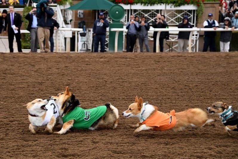 dua cho Corgi o My anh 9