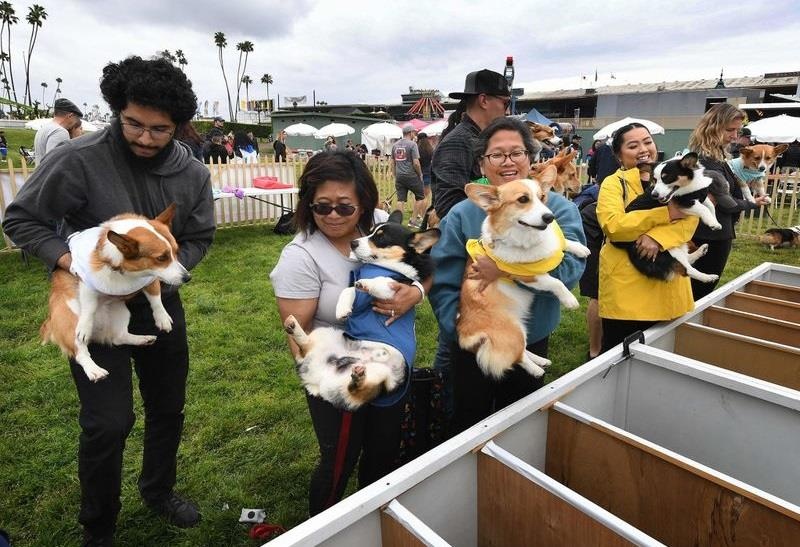 dua cho Corgi o My anh 1