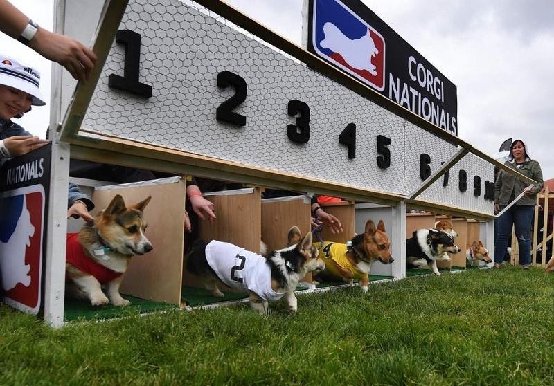 dua cho Corgi o My anh 3