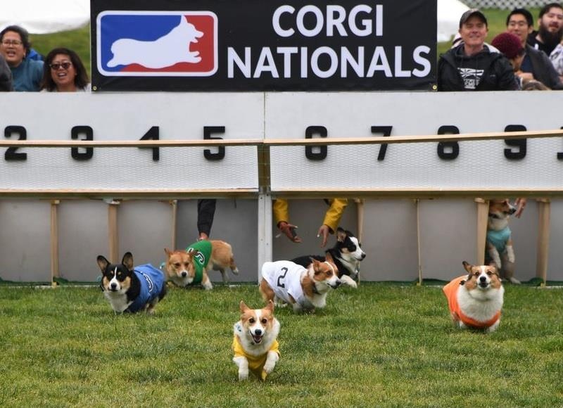 dua cho Corgi o My anh 4