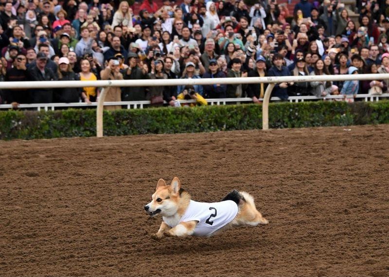 dua cho Corgi o My anh 5