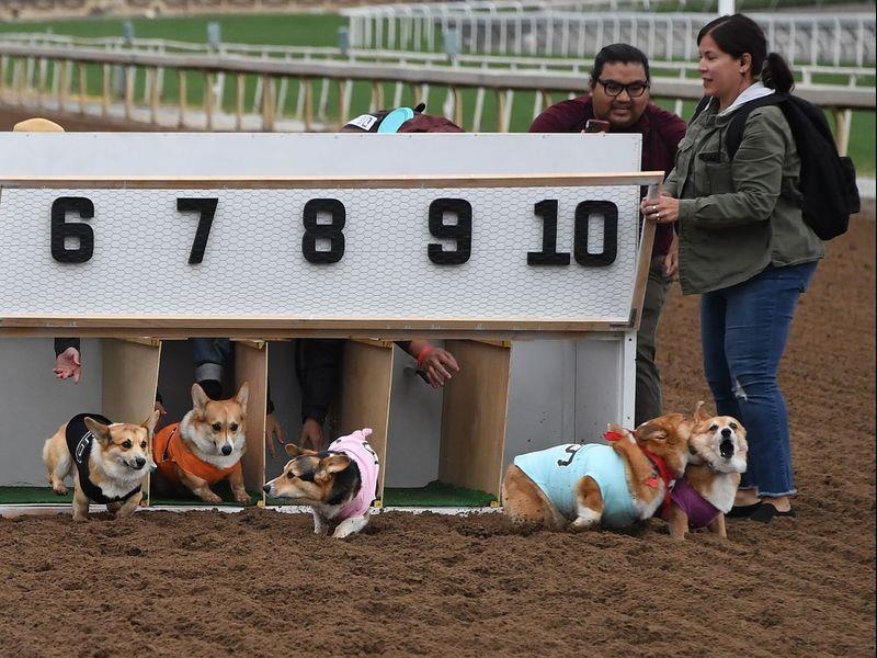 dua cho Corgi o My anh 6