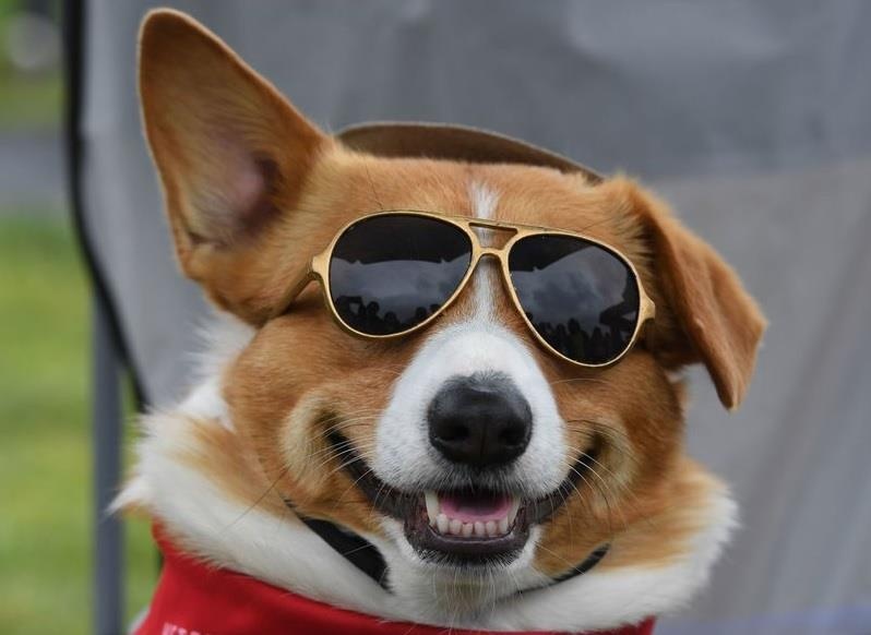 dua cho Corgi o My anh 7