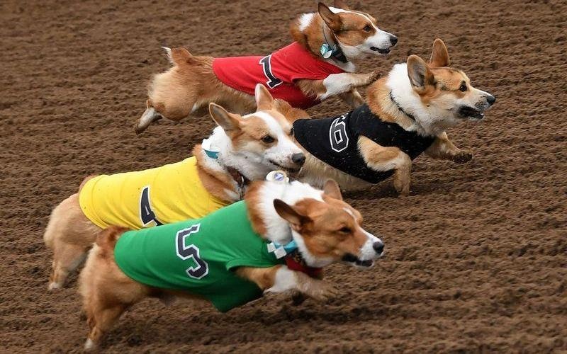 'Qua nhanh, qua dang yeu' - cuoc dua cho corgi o California hinh anh