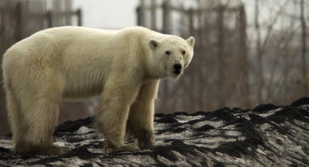 Gau Bac cuc di lac hang tram km, tim thuc an trong thanh pho Nga hinh anh
