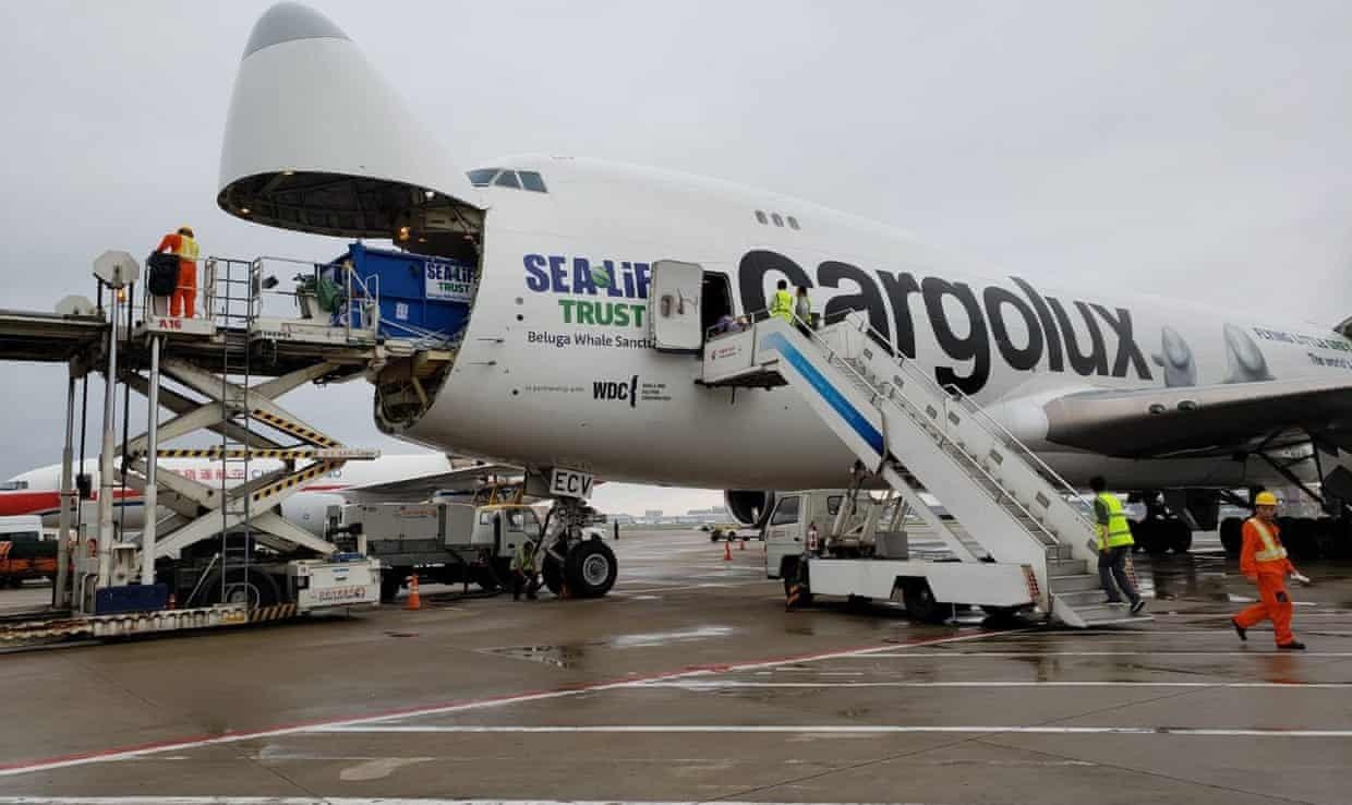 Ca voi Beluga thoat khoi thuy cung o TQ anh 3