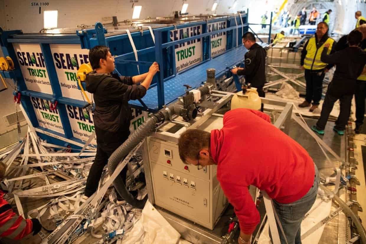 Ca voi Beluga thoat khoi thuy cung o TQ anh 6