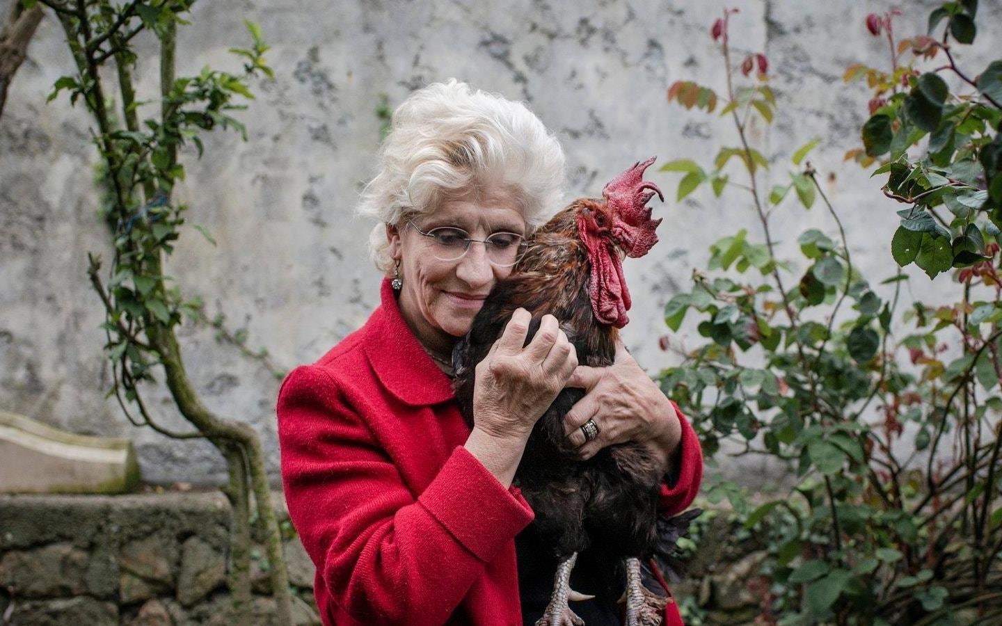 Ca nuoc Phap dang tranh cai ve quyen gay cua mot con ga trong hinh anh