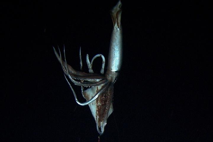 May quay tham do day bien phat hien muc khong lo anh 3