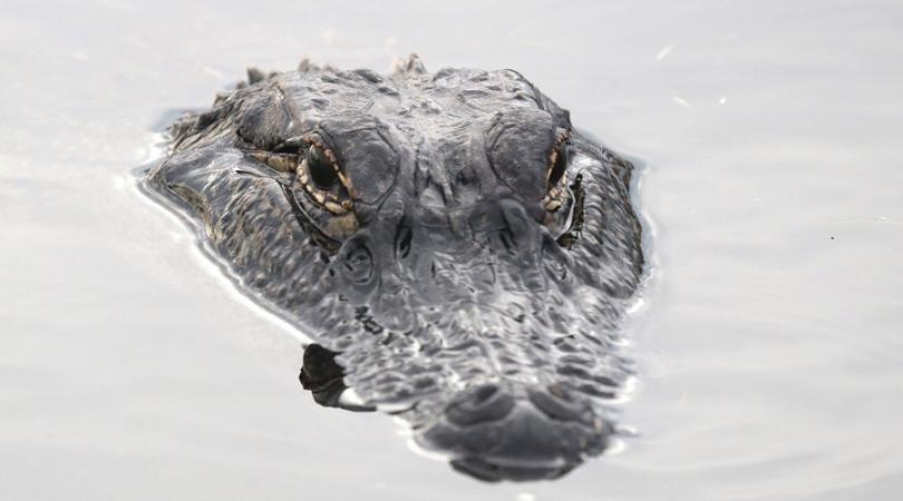 Tim thay thi the nguoi trong bung ca sau o Florida hinh anh