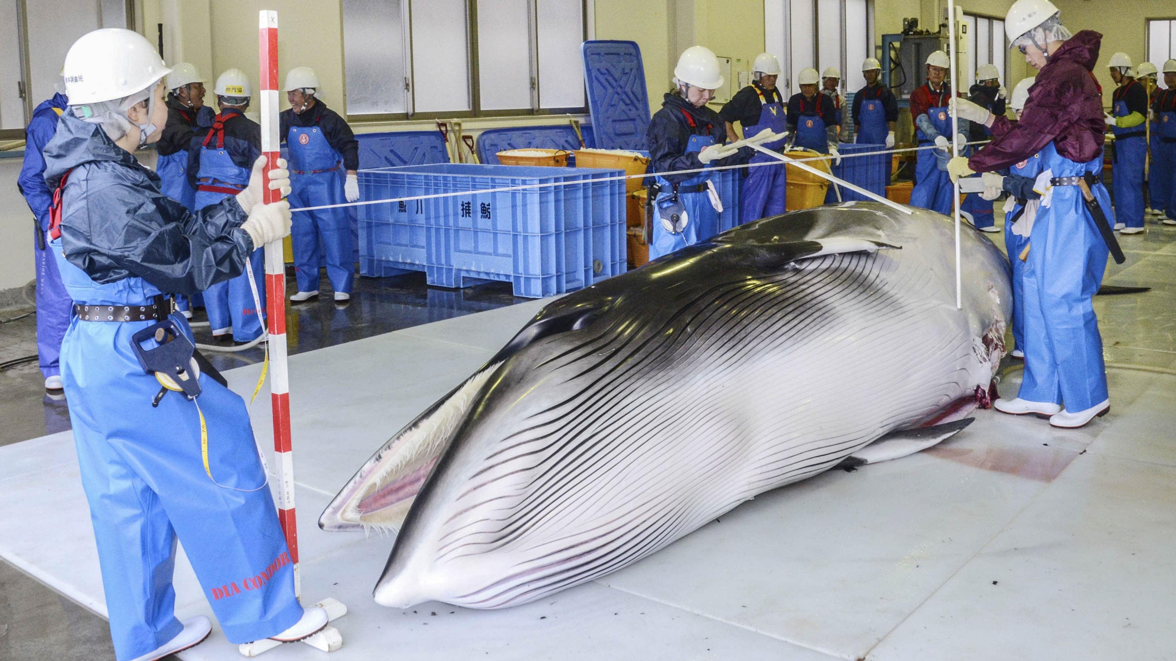 Nhat Ban noi lai viec danh bat ca voi anh 5