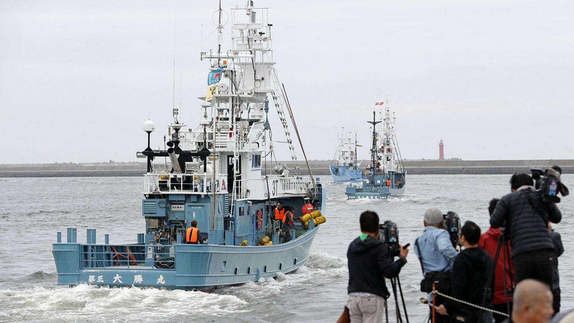 Nhat Ban noi lai viec danh bat ca voi anh 7