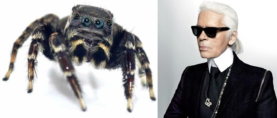 Loai nhen moi giong het huyen thoai thoi trang Karl Lagerfeld hinh anh