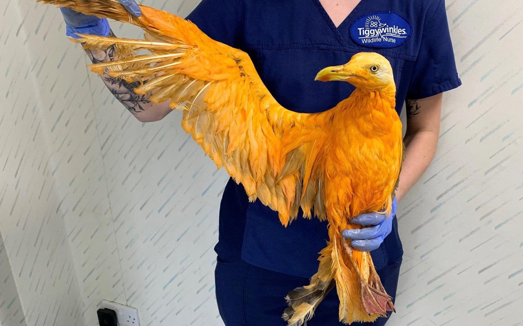 Su that bat ngo ve con chim 'mau da cam' sieu hiem hinh anh