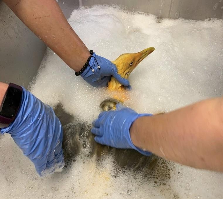 Chim hiếm màu da cam ảnh 1 Chim hiem mau da cam anh 1