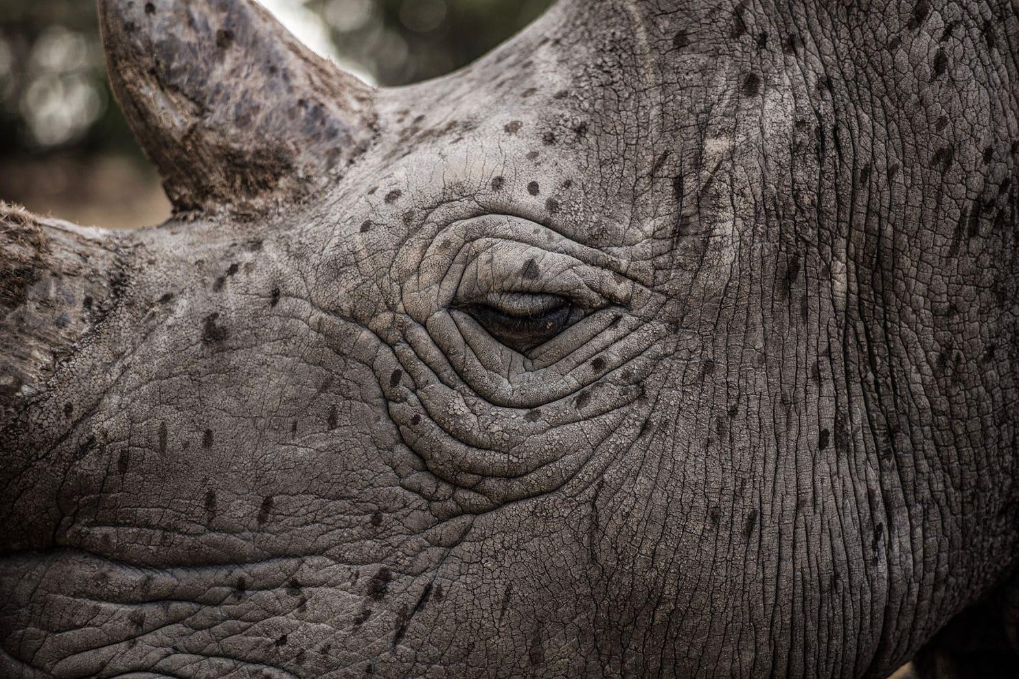 2 con te giac trang cuoi cung anh 8