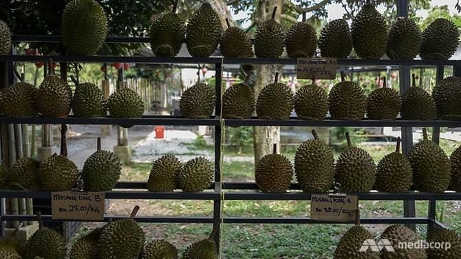 Cơn sốt sầu riêng Trung Quốc ảnh 1 Con sot sau rieng Trung Quoc anh 1