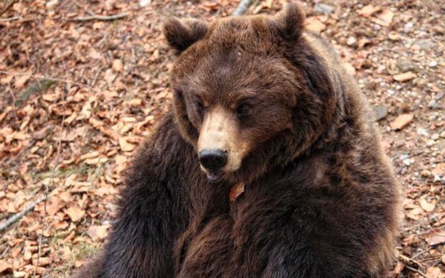 Gau 'sieu nhan' dao thoat qua hang rao dien, tuong cao 4 met o Italy hinh anh