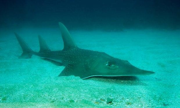 9000 loai dong vat co nguy co tuyet chung anh 1