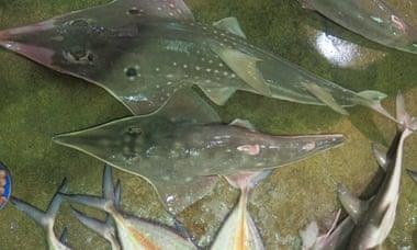 9000 loai dong vat co nguy co tuyet chung anh 3