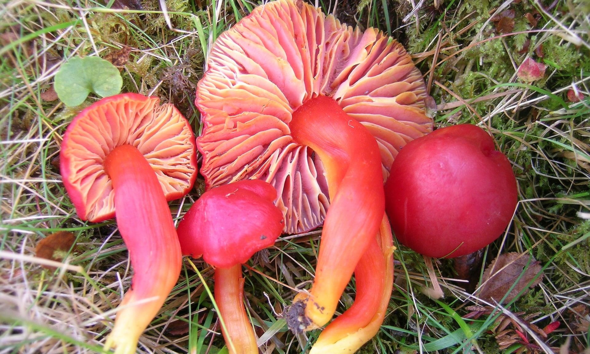 9000 loai dong vat co nguy co tuyet chung anh 7