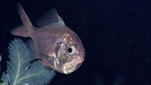 9000 loai dong vat co nguy co tuyet chung anh 6