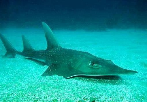 Ca giong dai va nhung loai vua vao sach do vi nguy co tuyet chung hinh anh