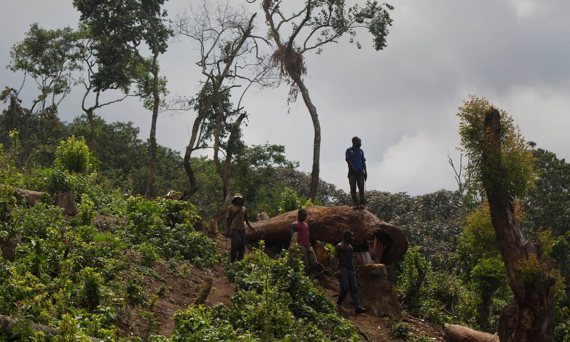 Cuoc chien giu rung de bao ve loai tinh tinh anh 1