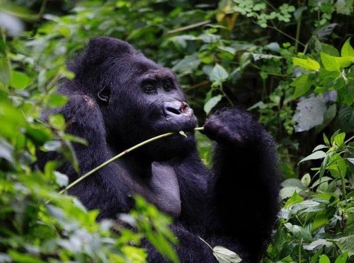 Tinh tinh, than hoa va cuoc chien sinh ton trong rung ram Congo hinh anh