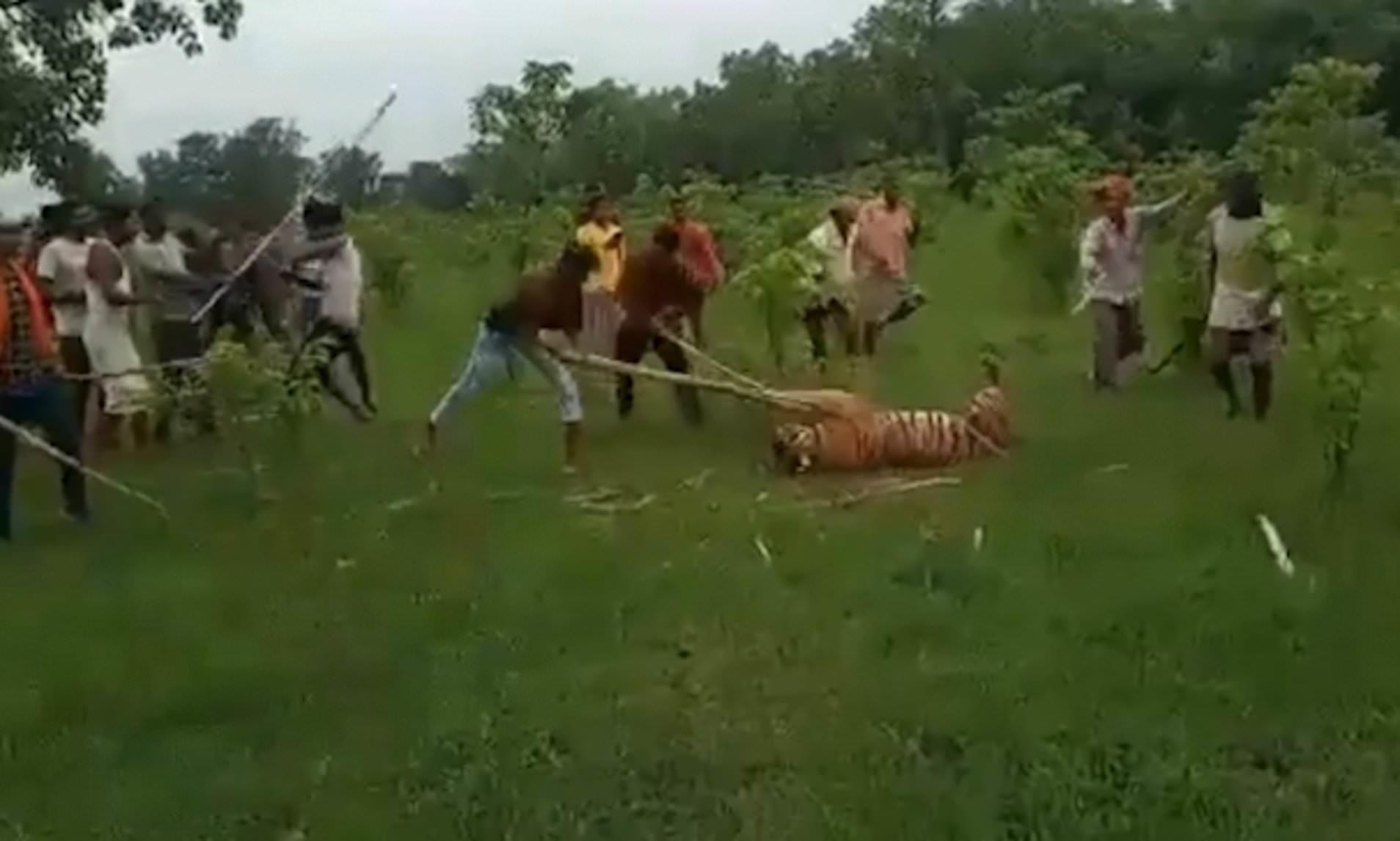 Người dân Ấn Độ đánh chết hổ vào làng ảnh 1 Nguoi dan An Do danh chet ho vao lang anh 1