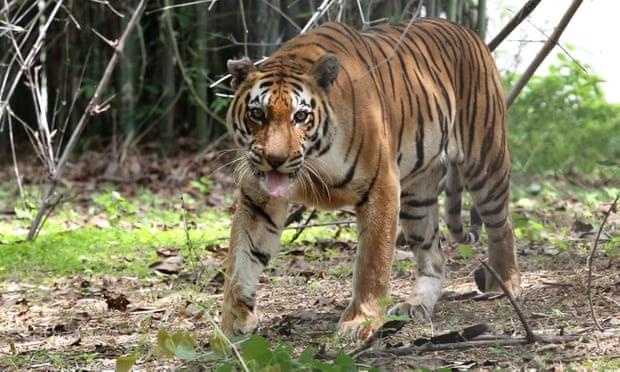 Ho cai bi danh chet sau khi tan cong dan lang o An Do hinh anh