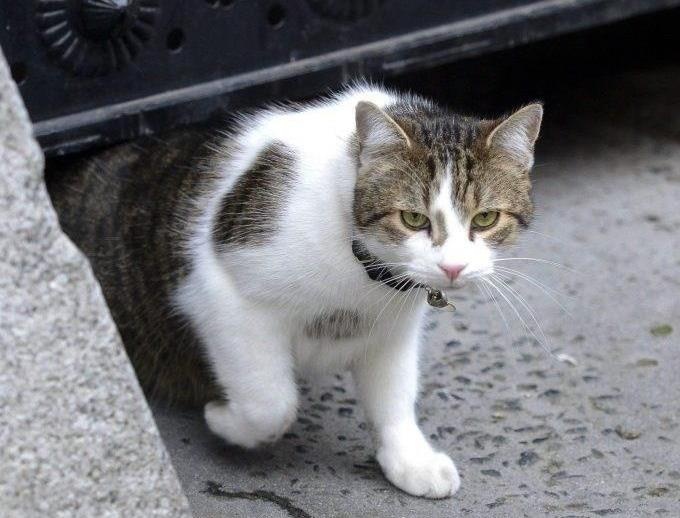 Tan TT Anh de xuat nuoi cho, lam ban voi 'Tong quan Bat chuot' Larry hinh anh