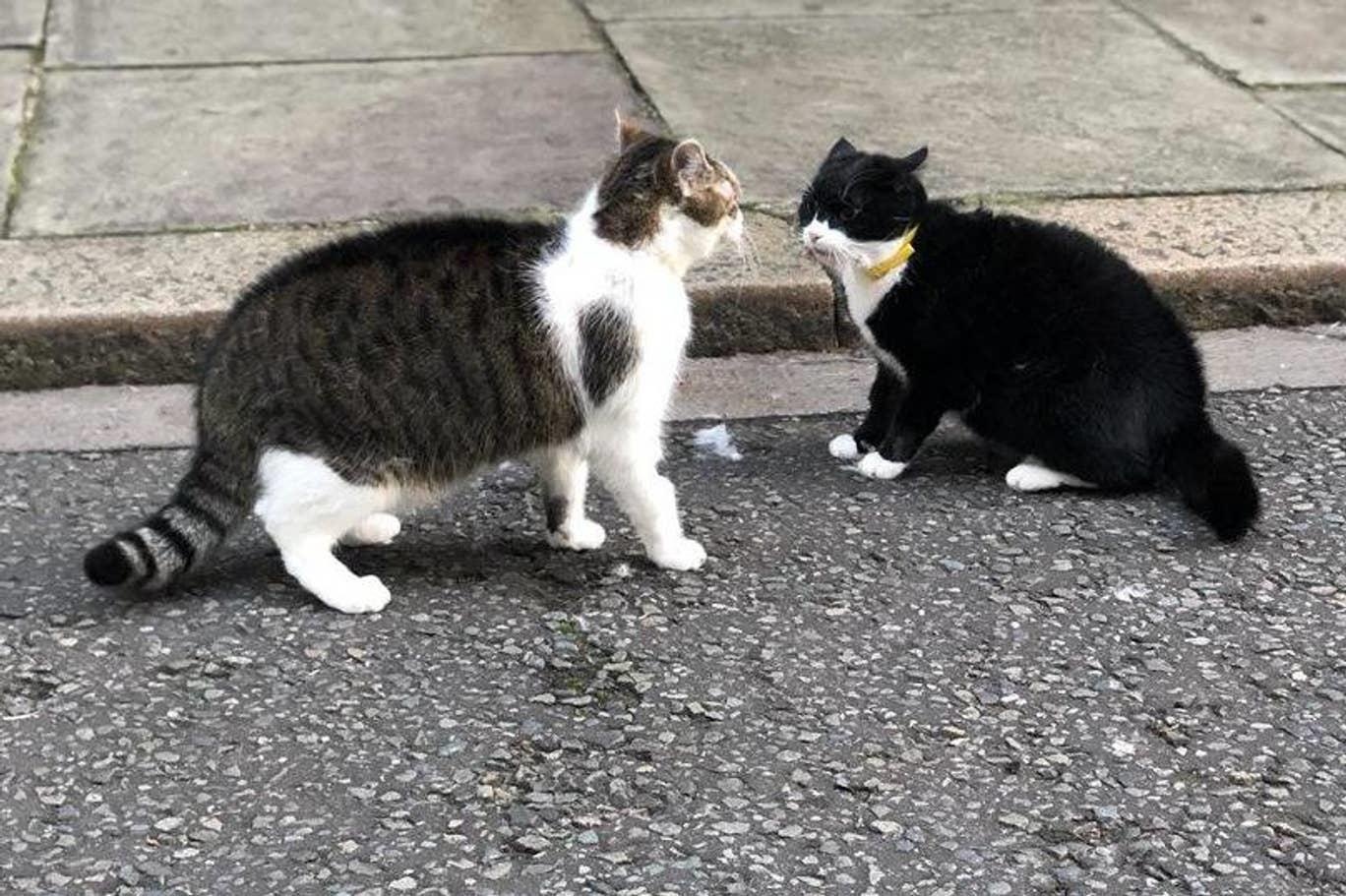 chu meo Larry o nha so 10 pho Downing anh 1