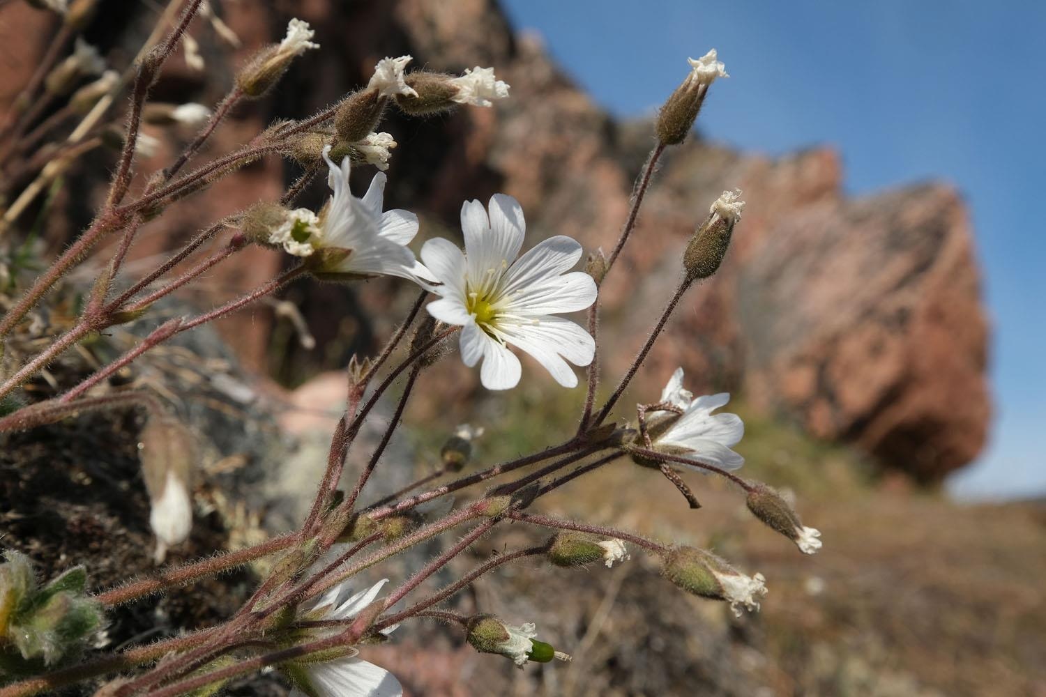 Greenland mat 12 ty tan bang mot ngay anh 7