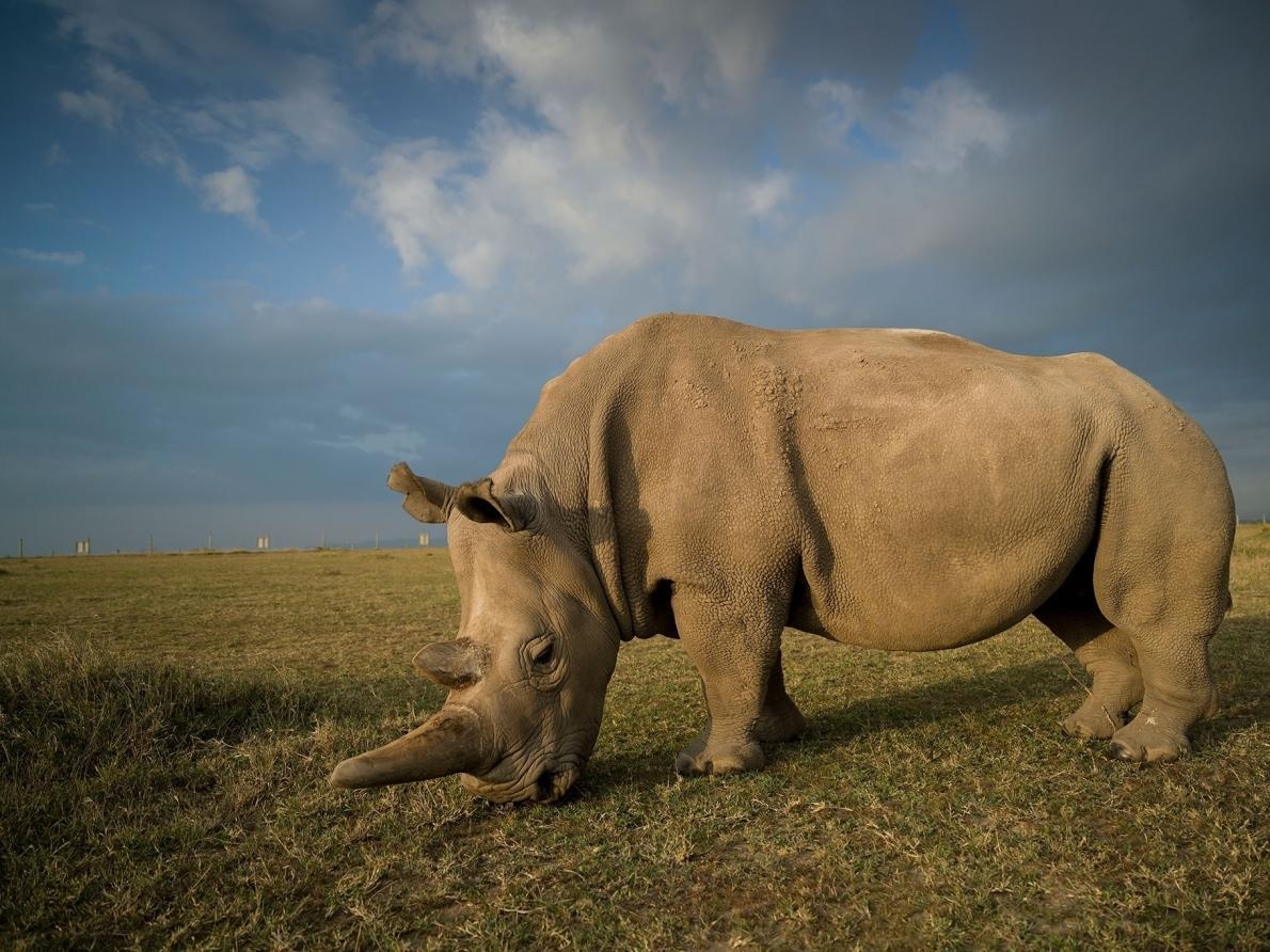 Thu tinh nhan tao thanh cong cho 2 con te giac trang cuoi cung hinh anh