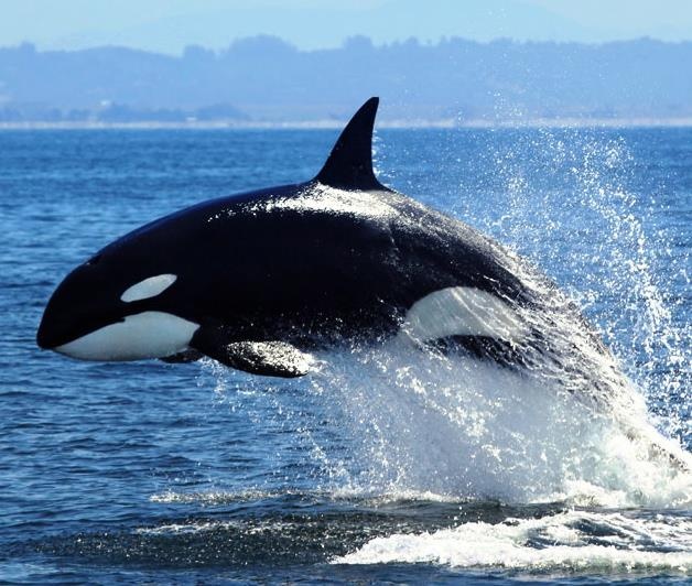 Nga tha con ca voi sat thu cuoi cung khoi 'nha tu ca voi' hinh anh