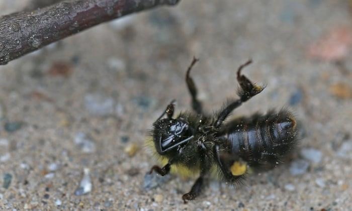 500 trieu con ong da chet o Brazil trong vong 3 thang qua hinh anh