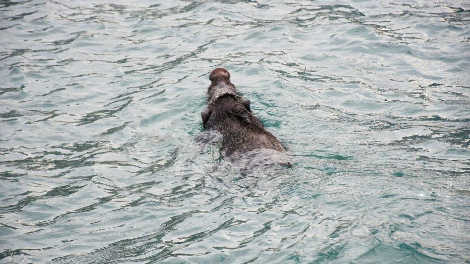 Lon rung boi hang km, vuot eo bien Malacca de do bo Malaysia hinh anh