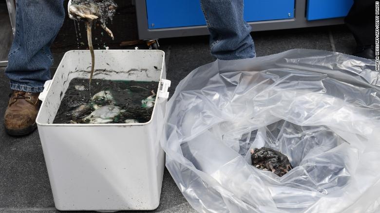 New York diệt chuột bằng rượu ảnh 1 New York diet chuot bang ruou anh 1