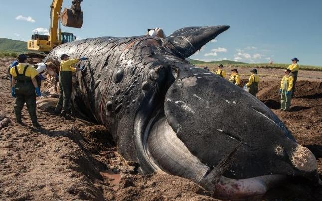 Them mot loai ca voi co kha nang sap tuyet chung hinh anh