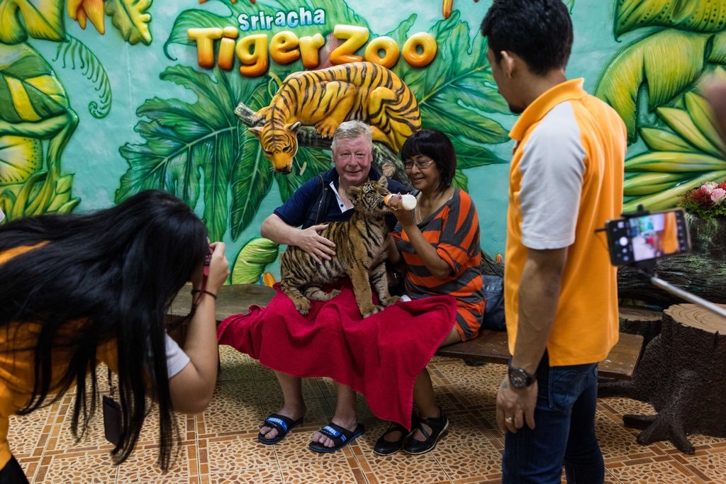 Nuoi ho de tao dang chup anh, xa thu giai khuay o Thai Lan hinh anh