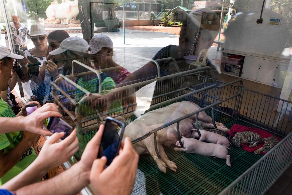 Giải cứu hổ ở đền Thái Lan ảnh 2 Giai cuu ho o den Thai Lan anh 2