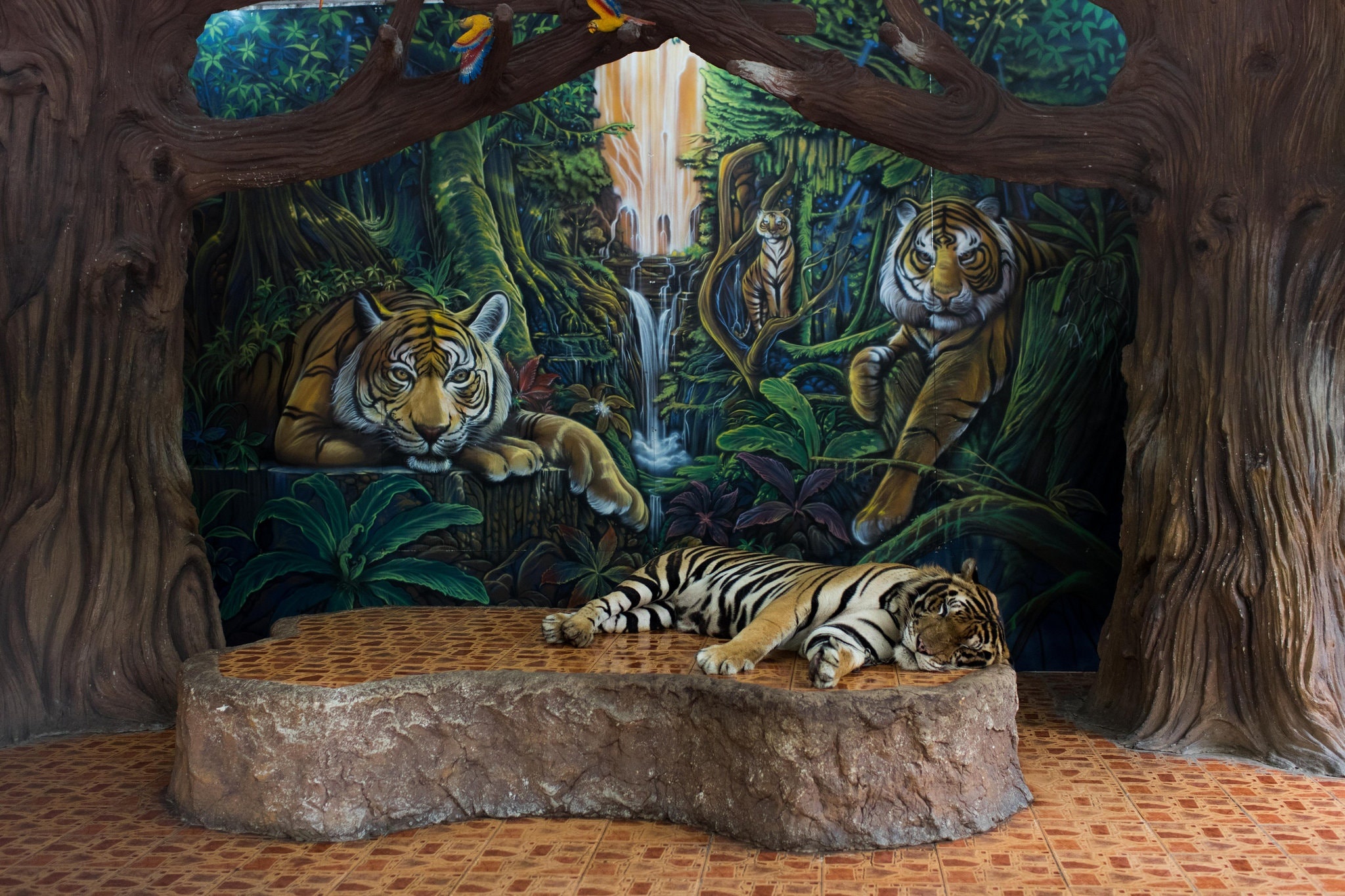 Nhung con ho bi nhot trong chuong o Thai Lan anh 6