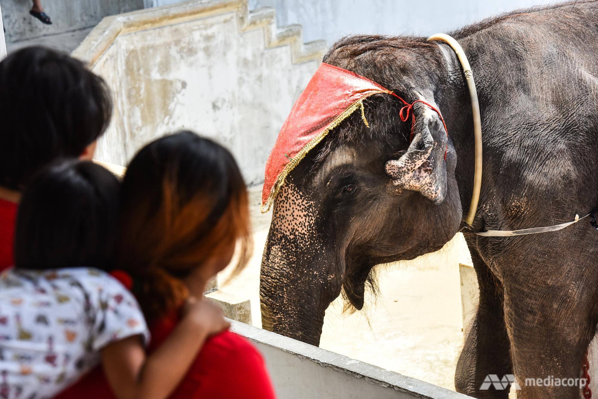 Cuoc song khon kho va bi xieng xich cua voi trong vuon thu Thai Lan hinh anh