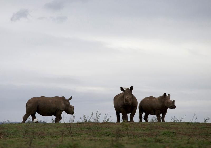 My ho tro Viet Nam chong buon ban dong vat hoang da anh 2