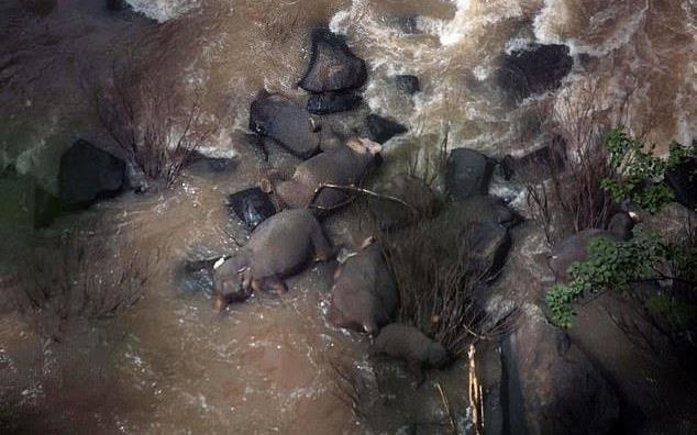 6 con voi chet vi cuu nhau khi nga xuong thac nuoc tu than o Thai hinh anh